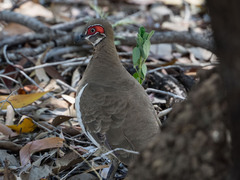 Geophaps smithii smithii