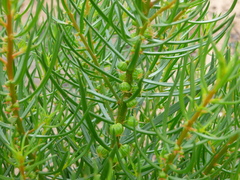Gyrostemon australasicus