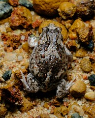 Pseudophryne guentheri