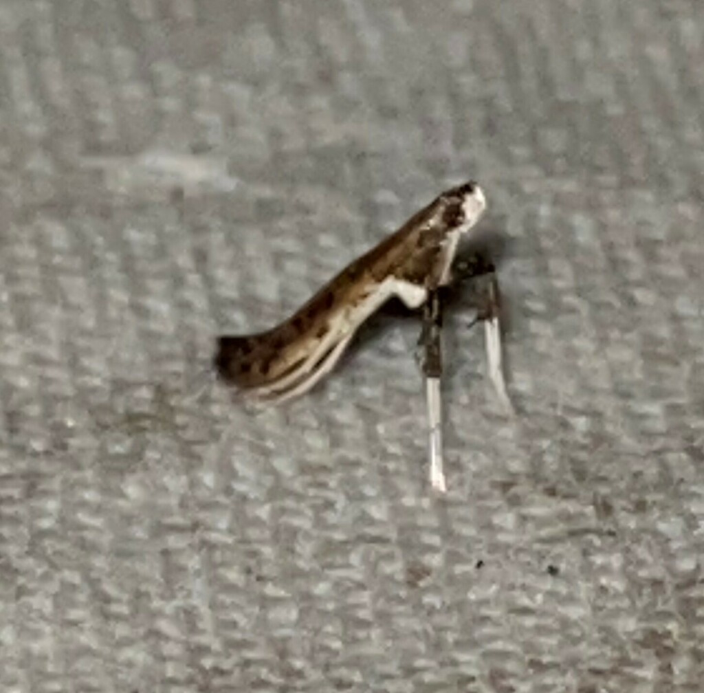 Sumac Leaf Blotch Miner Moth from Along Ijams Branch, off of Co. Rd