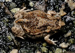 Pseudophryne guentheri