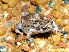 Pseudophryne guentheri