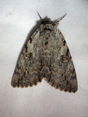 Catocala subnata