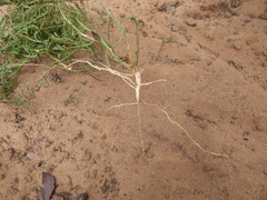 Gyrostemon australasicus