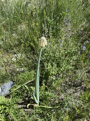 Allium altaicum