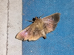 Microthyris prolongalis