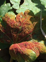 Synchytrium australe