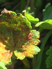 Synchytrium australe