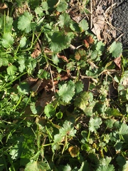 Synchytrium australe