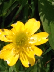 Ranunculus orthorhynchus