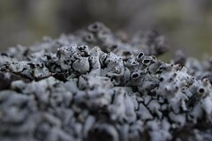 Hypogymnia occidentalis