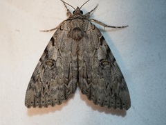 Catocala subnata