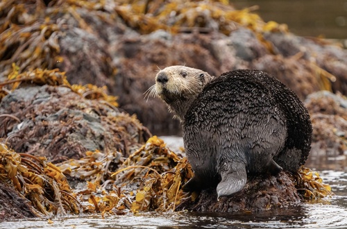 Sea Otter, photo 5 of 10