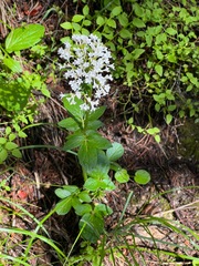 Valeriana capitata