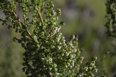Erica mauritanica