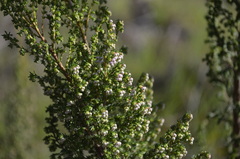 Erica mauritanica