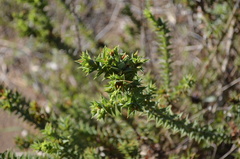 Aspalathus cordata