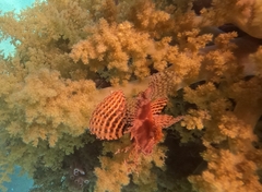 Dendrochirus hemprichi