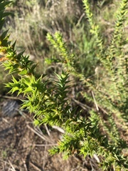 Aspalathus cordata
