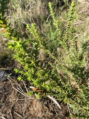 Aspalathus cordata