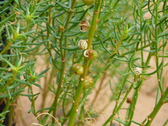 Gyrostemon australasicus