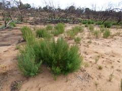 Gyrostemon australasicus