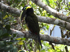 Selenidera spectabilis