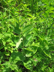 Vincetoxicum atratum