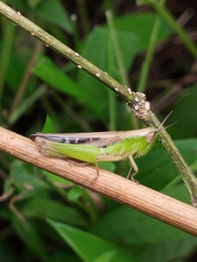 Spathosternum prasiniferum