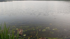 Potamogeton × ogdenii