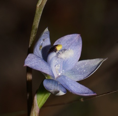 Thelymitra atronitida