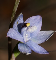Thelymitra atronitida