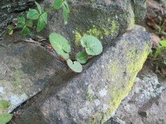 Viola primorskajensis
