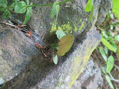 Viola primorskajensis