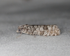Retinia gemistrigulana