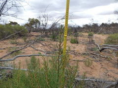 Gyrostemon australasicus