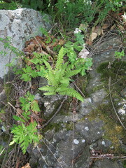 Woodsia subcordata