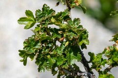 Ribes velutinum