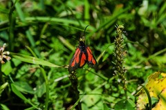 Zygaena osterodensis