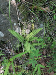 Woodsia subcordata