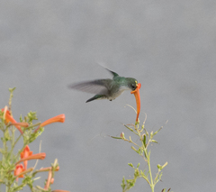 Elliotomyia chionogaster