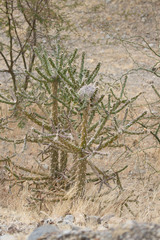 Quiabentia verticillata