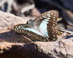 Graphium eurypylus nyctimus