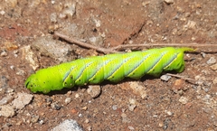 Acherontia