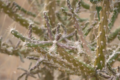 Quiabentia verticillata