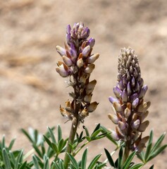 Lupinus pratensis