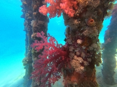 Dendronephthya hemprichi