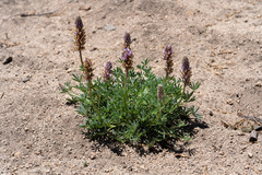 Lupinus pratensis