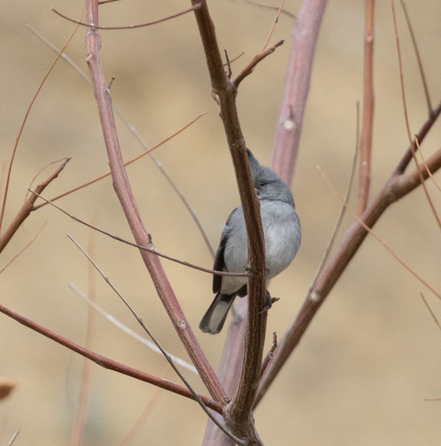 Grey-crested Finch (Lophospingus griseocristatus), photo 9