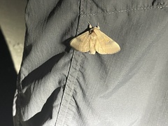 Nadata gibbosa